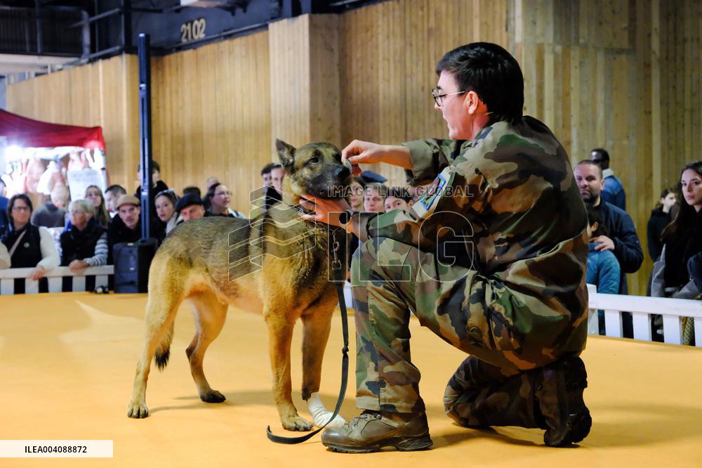 Agricultural Fair - Paris