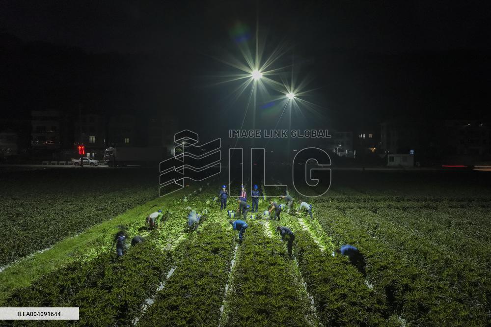 Agricultural Drone in Fuzhou