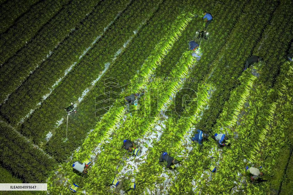 Agricultural Drone in Fuzhou