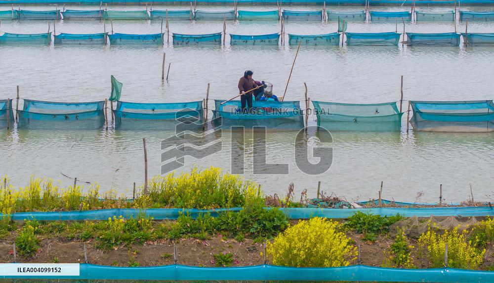 An Ecological Breeding Base in Suqian