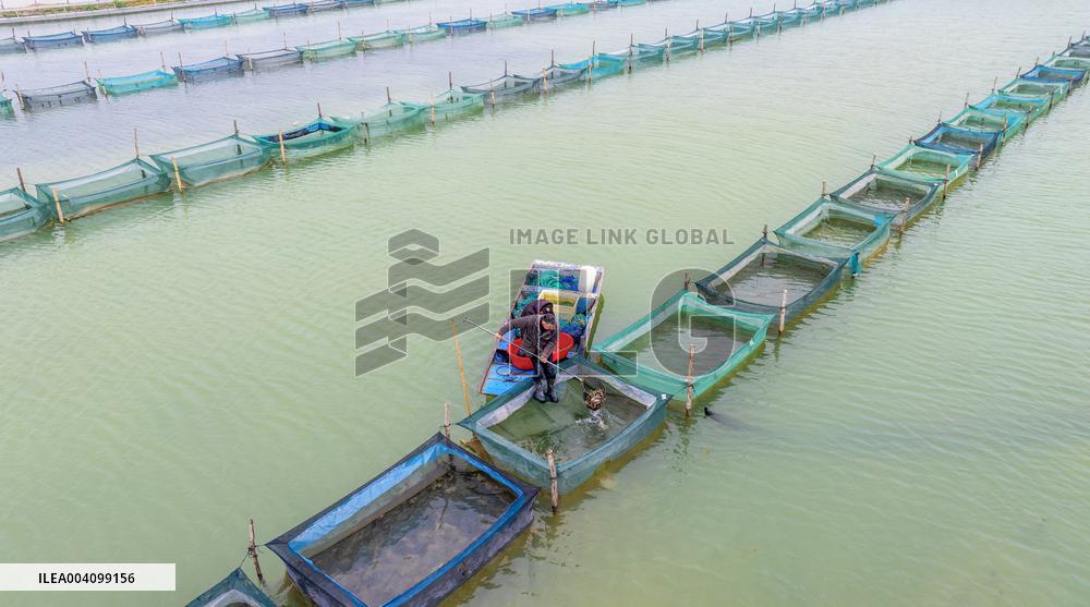 An Ecological Breeding Base in Suqian
