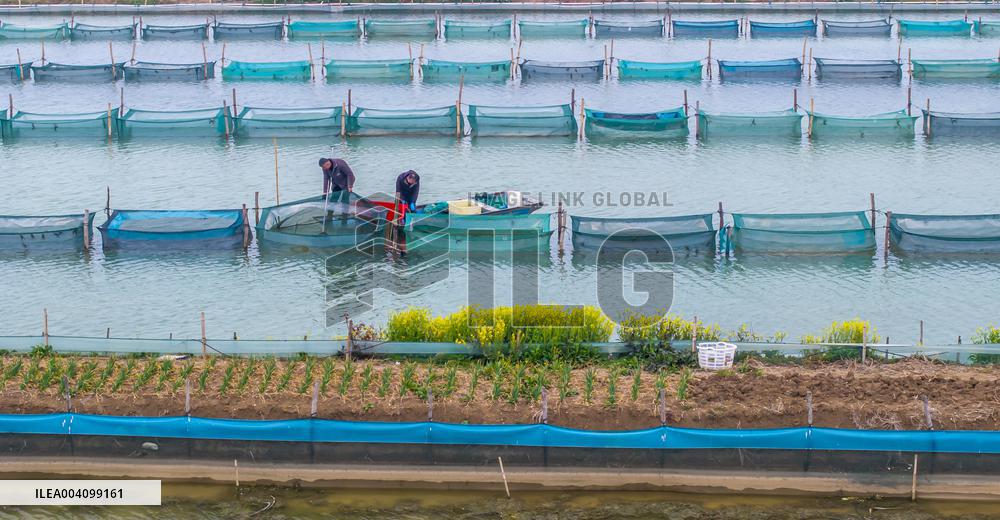 An Ecological Breeding Base in Suqian
