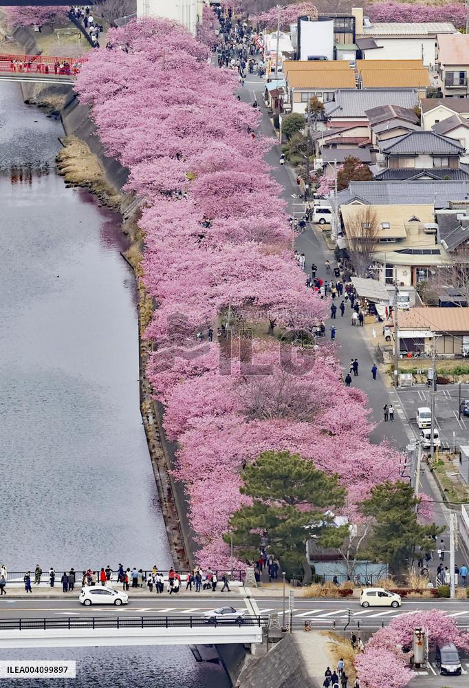 Early cherry blossoms in Japan