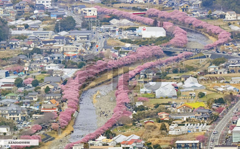 Early cherry blossoms in Japan