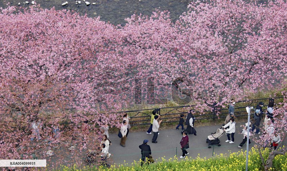 Early cherry blossoms in Japan