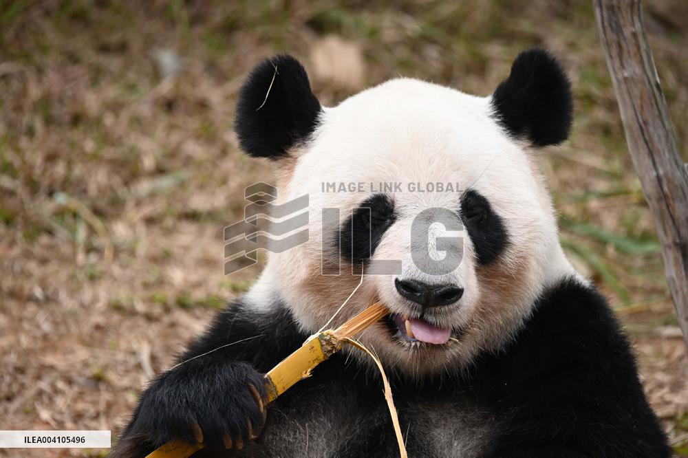 Giant Panda Ji LAN