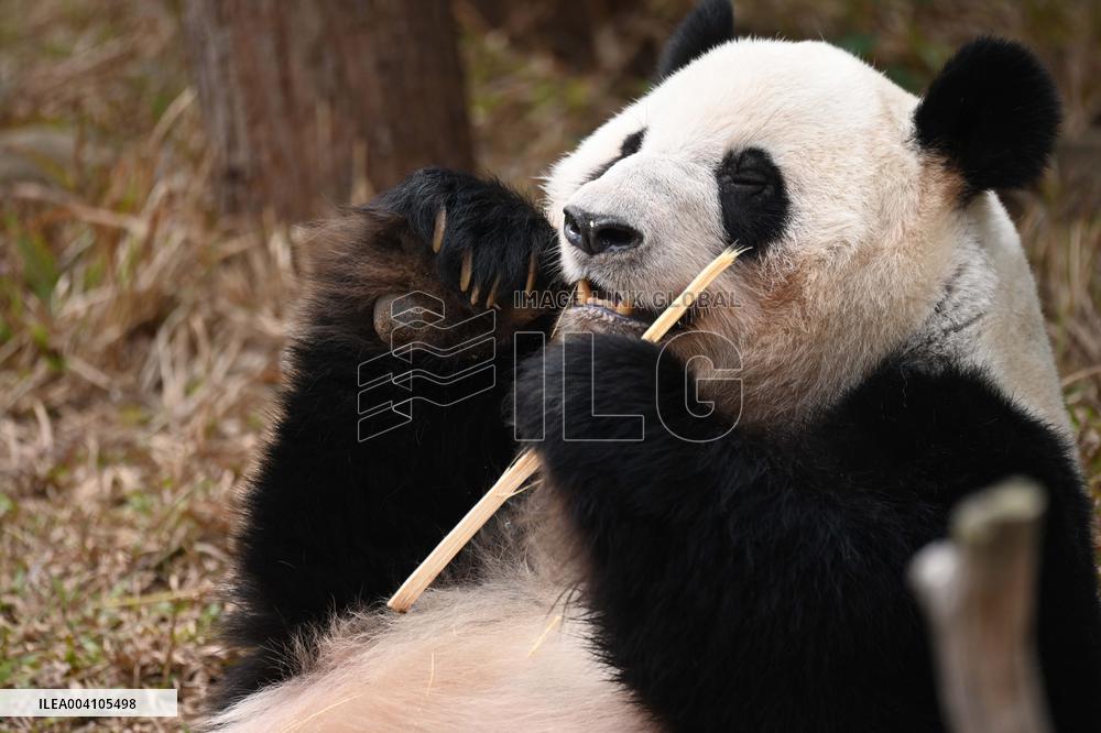 Giant Panda Ji LAN