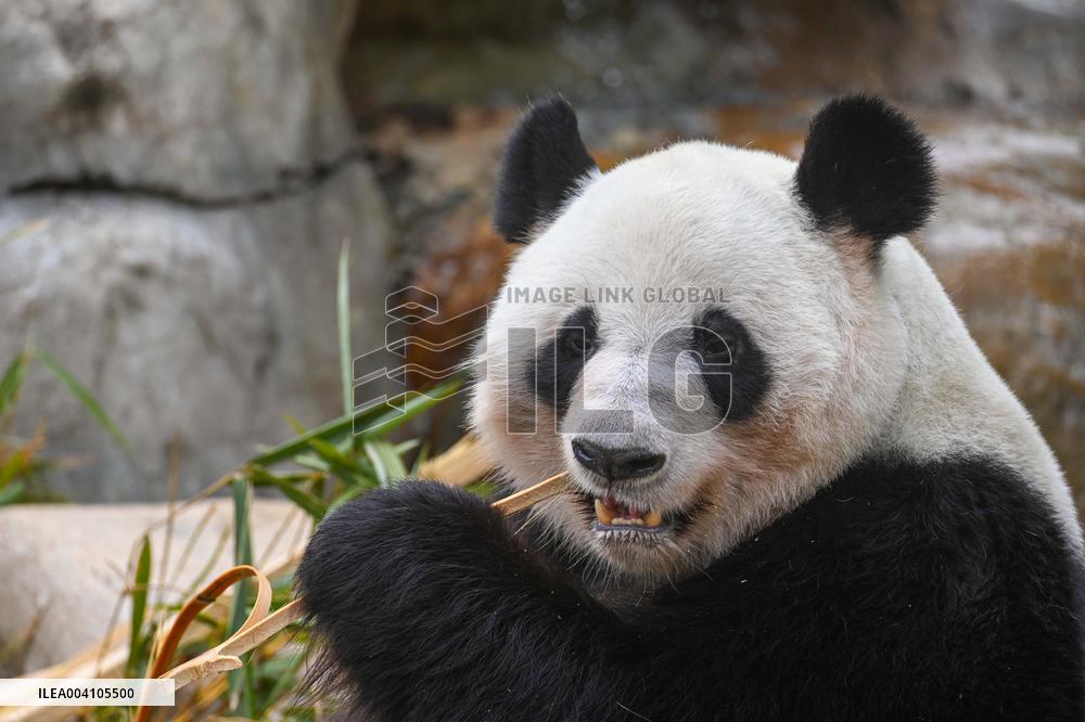 Giant Panda Ji LAN