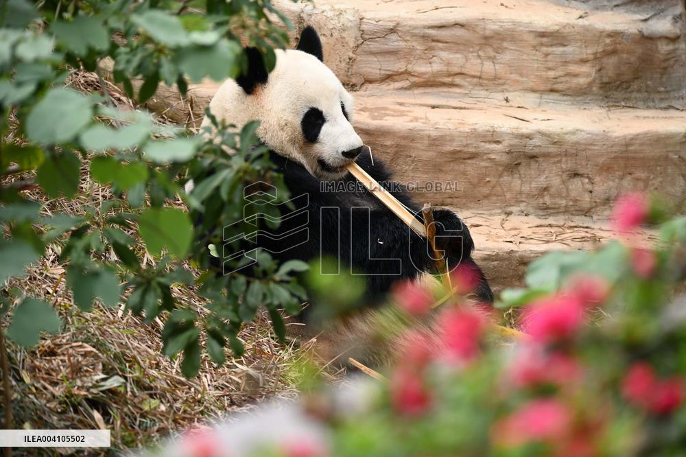 Giant Panda Ji LAN