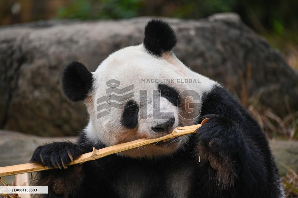 Giant Panda Ji LAN