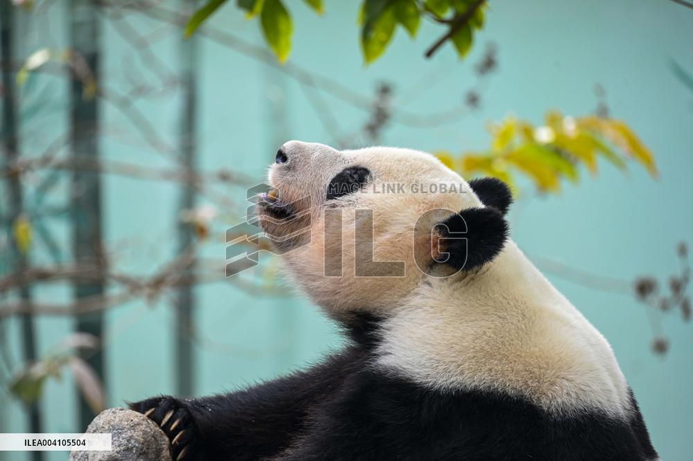 Giant Panda Ji LAN