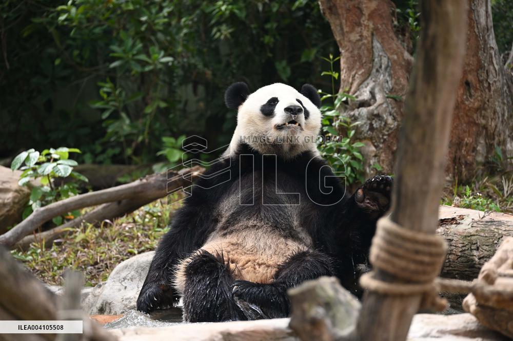 Giant Panda Ji LAN