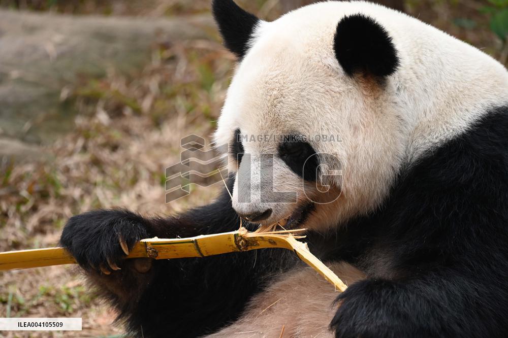 Giant Panda Ji LAN
