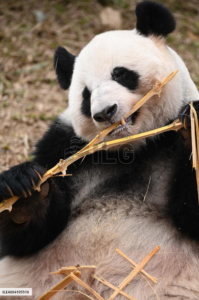 Giant Panda Ji LAN