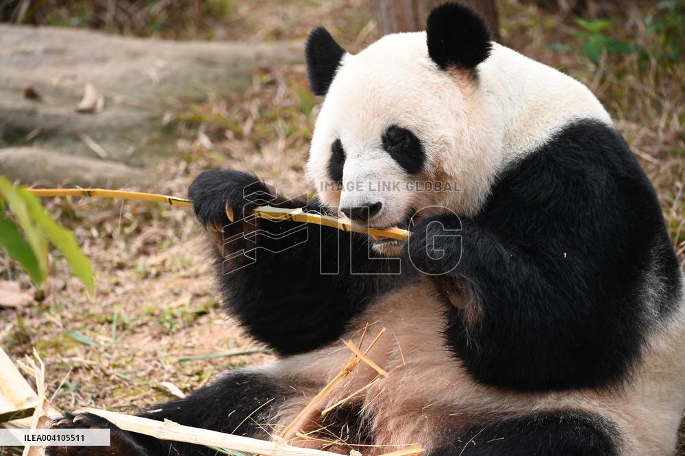 Giant Panda Ji LAN