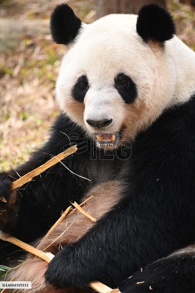 Giant Panda Ji LAN