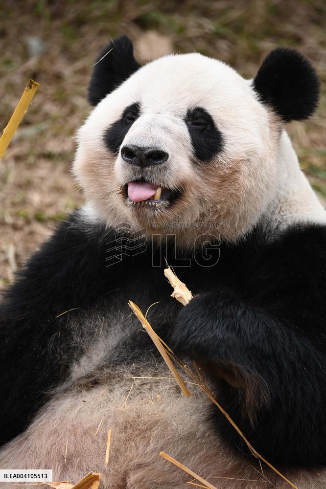 Giant Panda Ji LAN