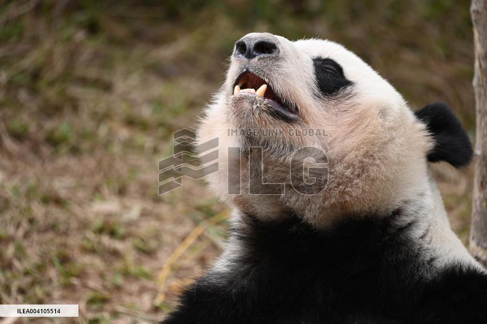 Giant Panda Ji LAN