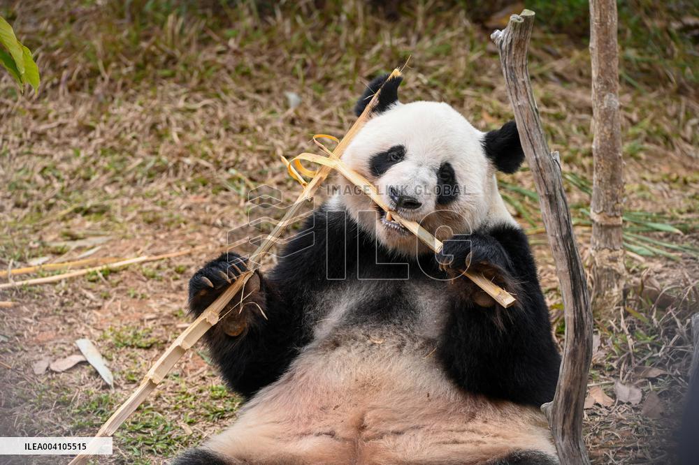 Giant Panda Ji LAN