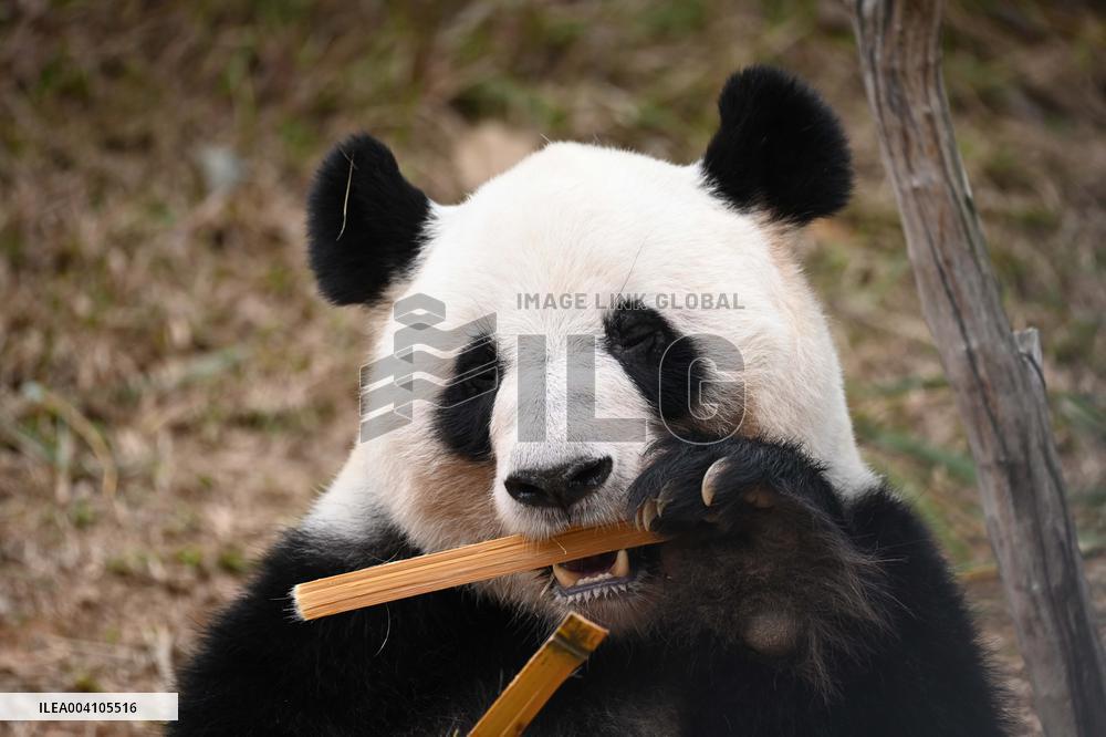 Giant Panda Ji LAN
