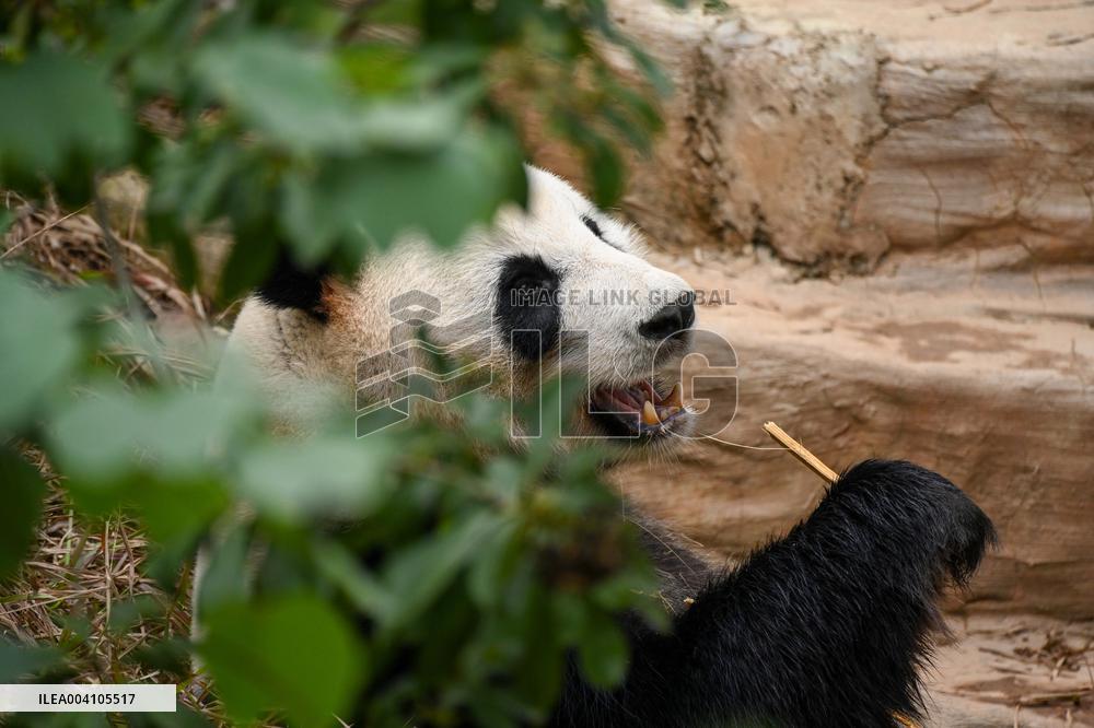 Giant Panda Ji LAN