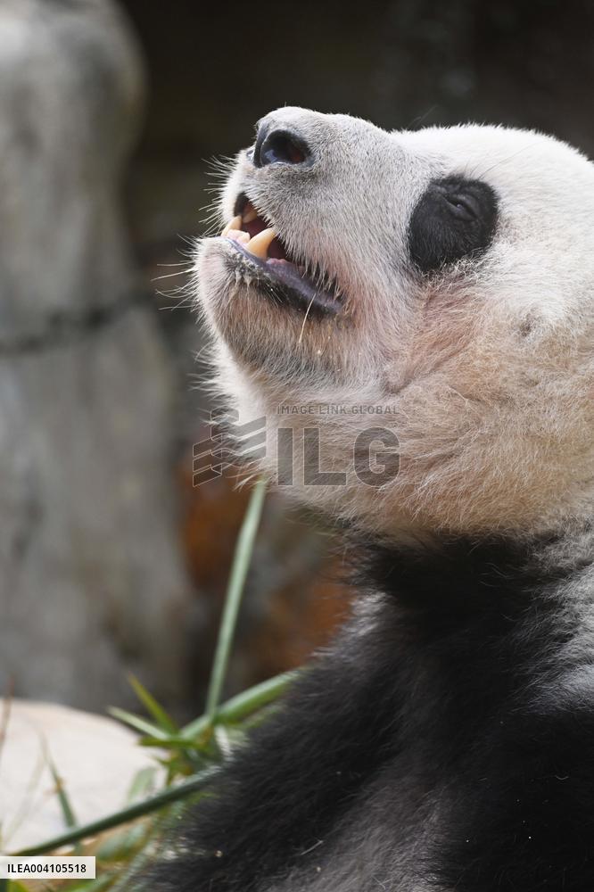 Giant Panda Ji LAN