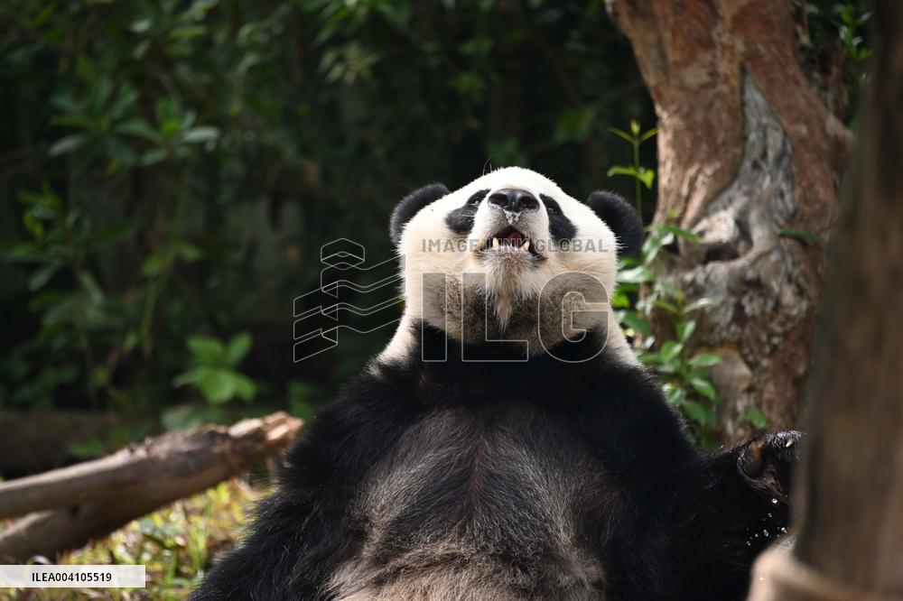 Giant Panda Ji LAN
