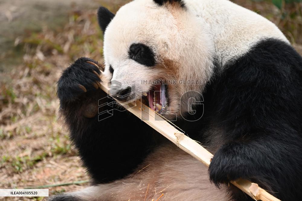 Giant Panda Ji LAN