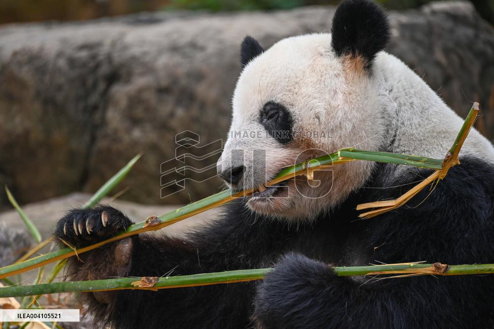 Giant Panda Ji LAN