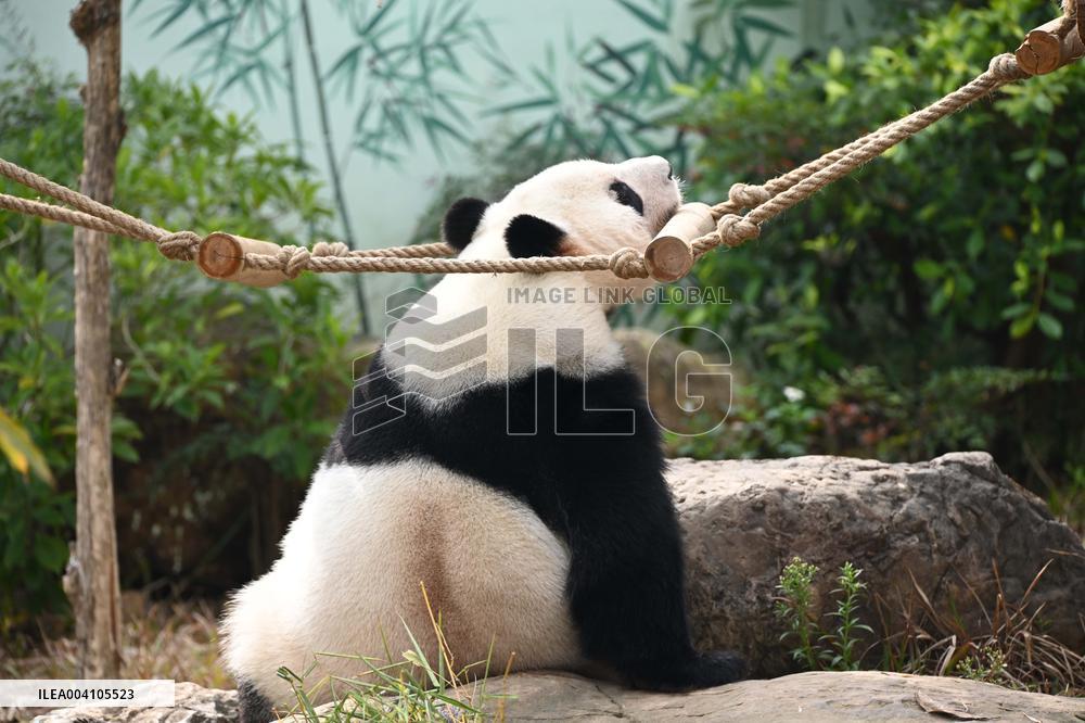 Giant Panda Ji LAN