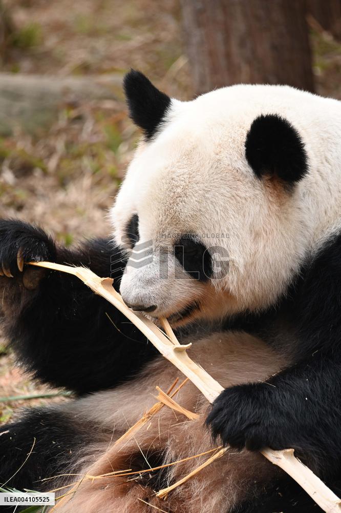 Giant Panda Ji LAN