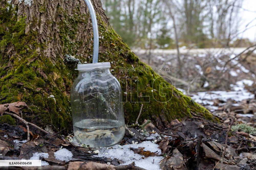 Maple sap
