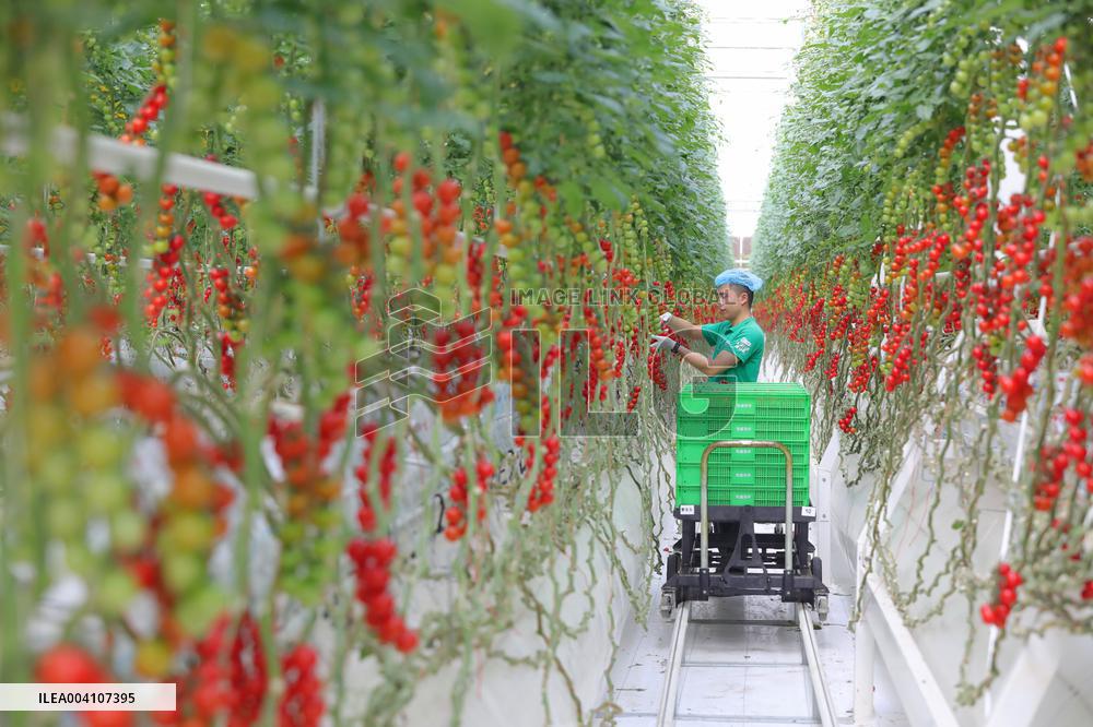 Tongcheng Modern Smart Agriculture Industrial Park