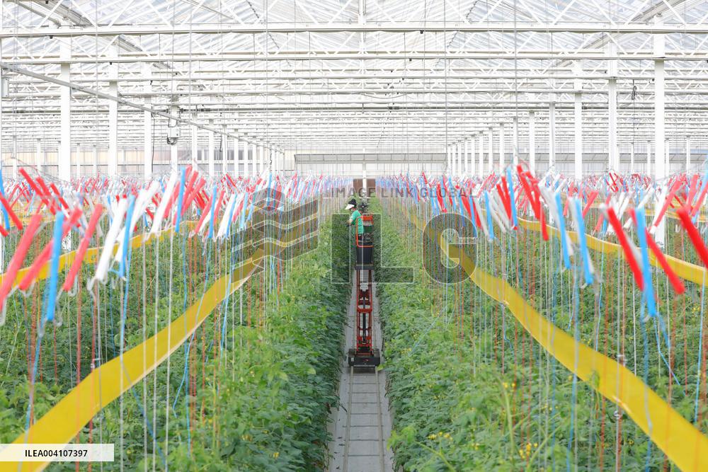Tongcheng Modern Smart Agriculture Industrial Park
