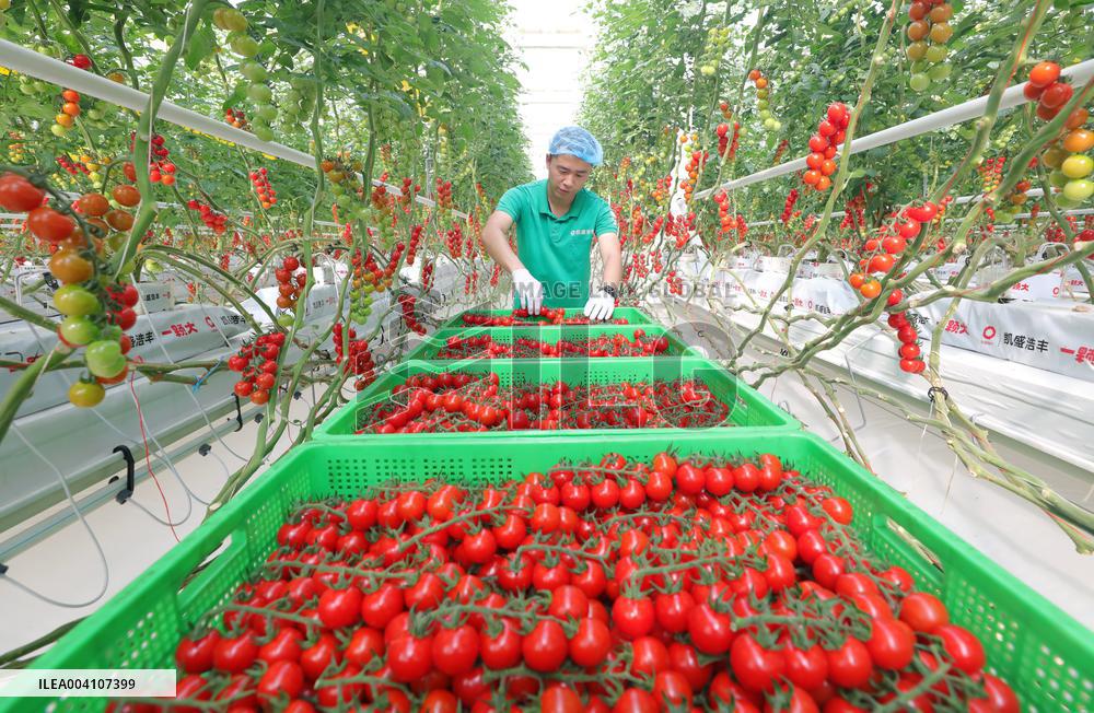 Tongcheng Modern Smart Agriculture Industrial Park