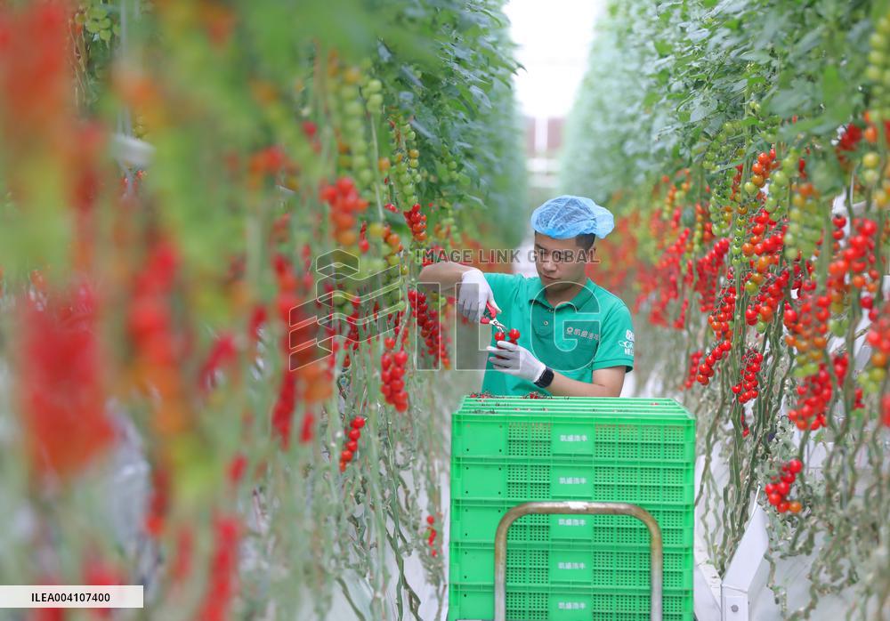 Tongcheng Modern Smart Agriculture Industrial Park