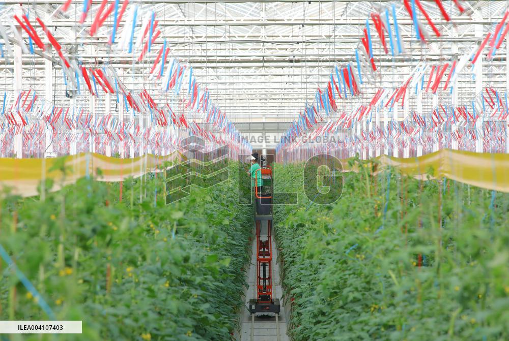 Tongcheng Modern Smart Agriculture Industrial Park