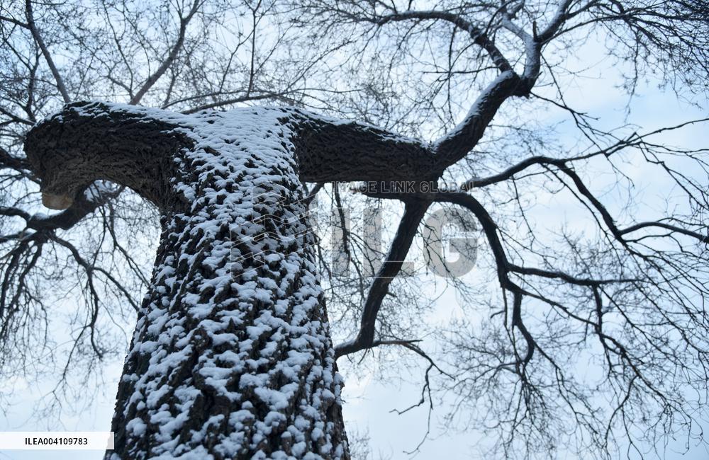Heavy Snow Hit Zaozhuang