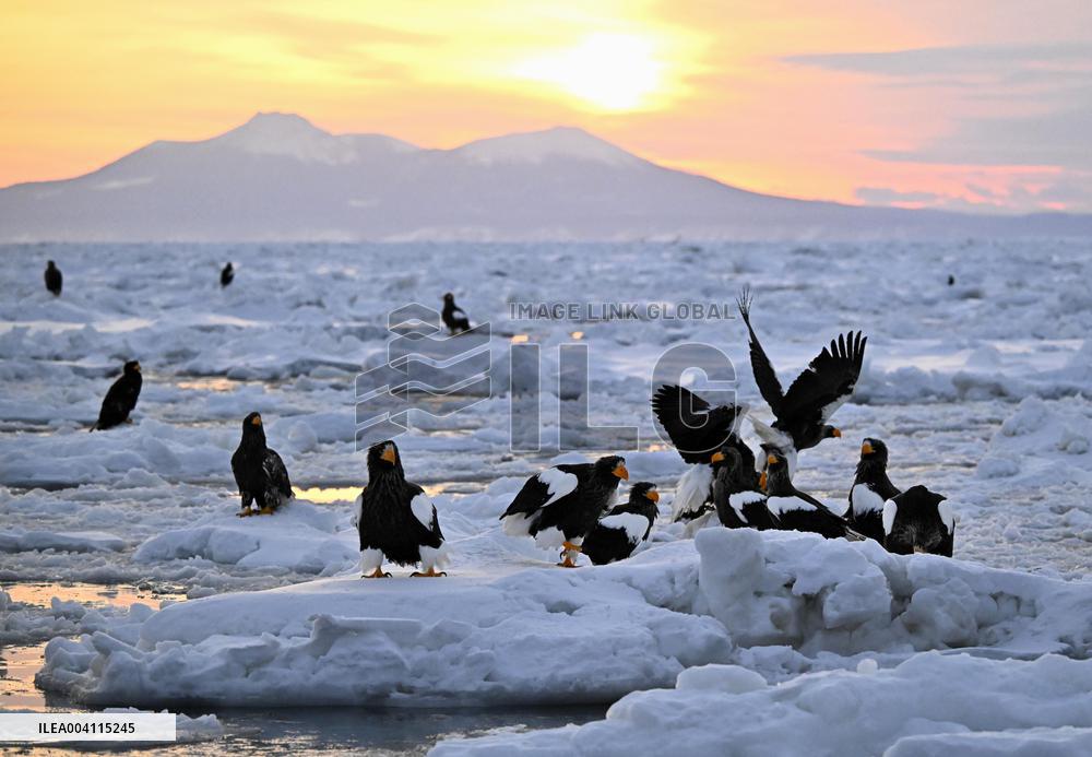 Steller's sea eagles in Hokkaido