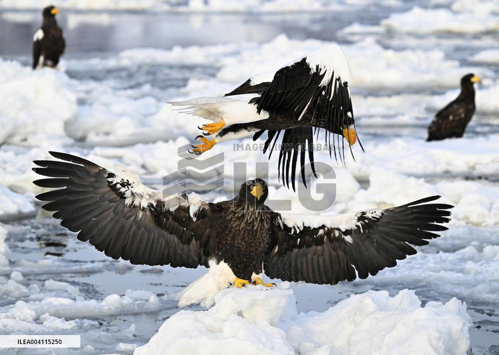 Steller's sea eagles in Hokkaido