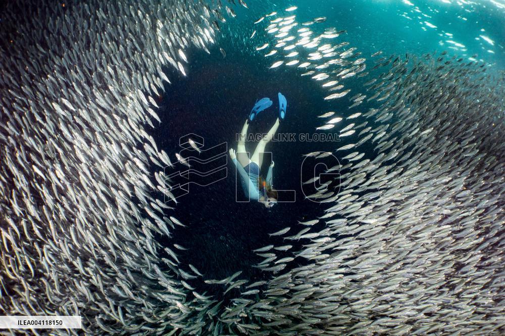 World Famous Sardine Run in Moalboal - Philippines