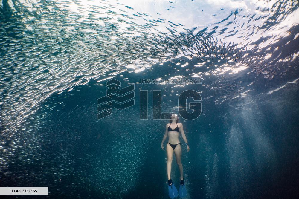 World Famous Sardine Run in Moalboal - Philippines