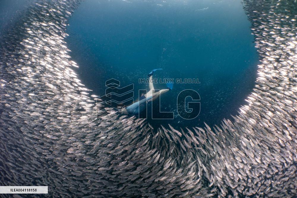 World Famous Sardine Run in Moalboal - Philippines