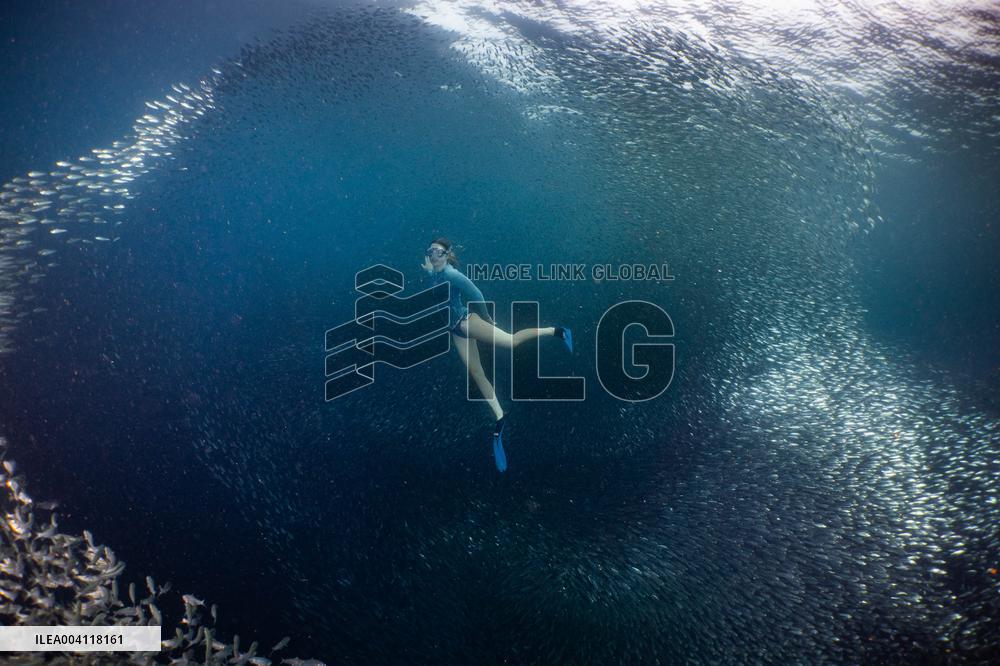 World Famous Sardine Run in Moalboal - Philippines