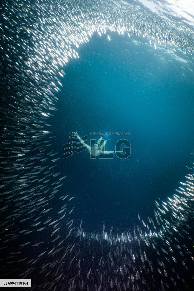 World Famous Sardine Run in Moalboal - Philippines