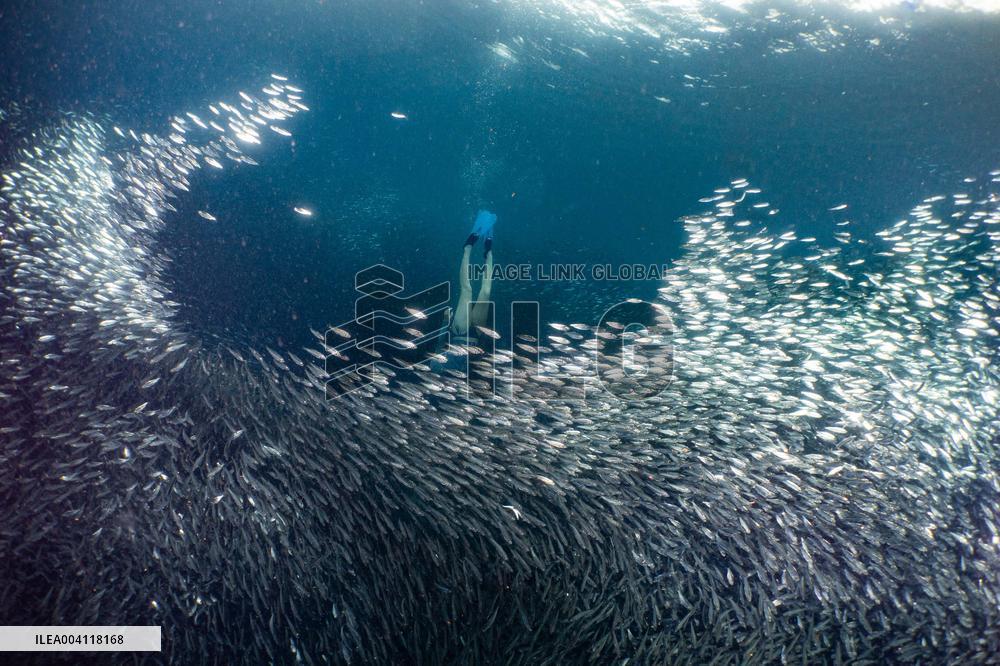 World Famous Sardine Run in Moalboal - Philippines