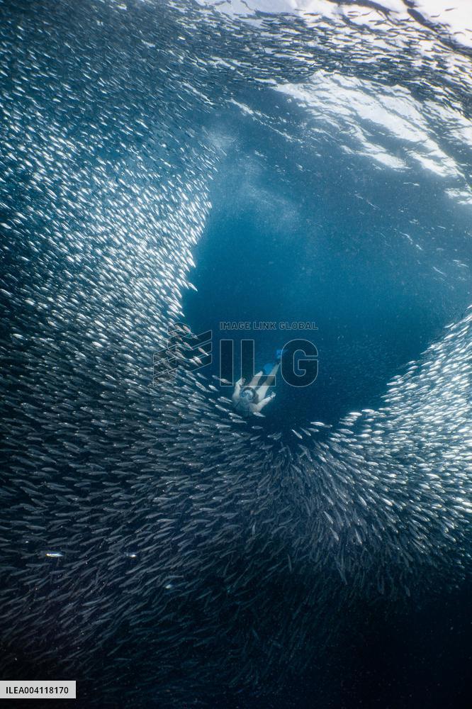 World Famous Sardine Run in Moalboal - Philippines