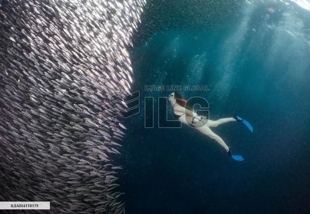 World Famous Sardine Run in Moalboal - Philippines