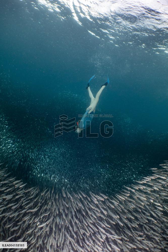 World Famous Sardine Run in Moalboal - Philippines