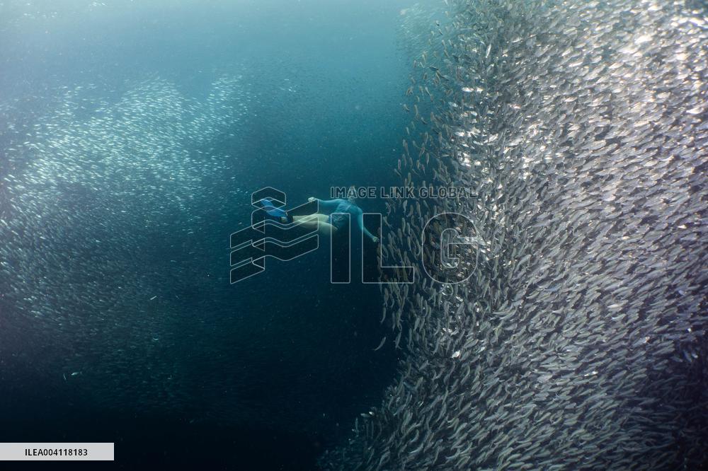World Famous Sardine Run in Moalboal - Philippines